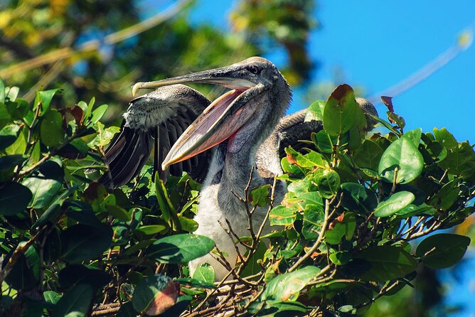 10-Hour Guided Tour of Samana and Bacardi Island Los Haitises - The 5:20 am start from Puerto Plata (and why it can work for you)