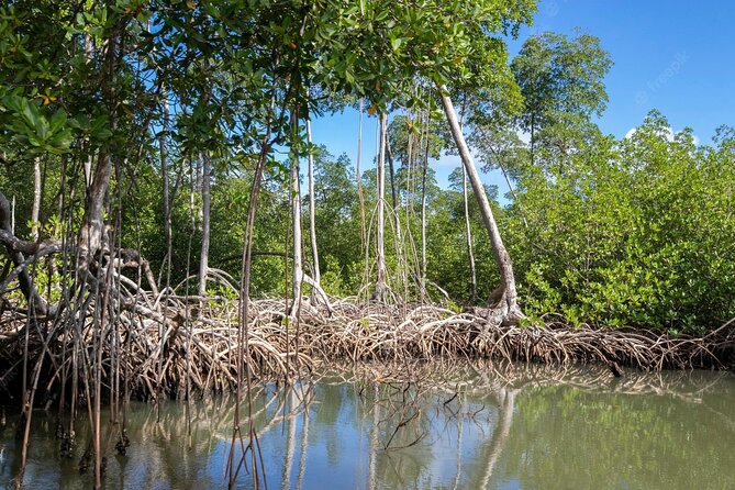 10-Hour Guided Tour of Samana and Bacardi Island Los Haitises - Price and value: what you’re actually paying for