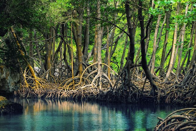10-Hour Guided Tour of Samana and Bacardi Island Los Haitises - The one drawback to watch for: timing expectations