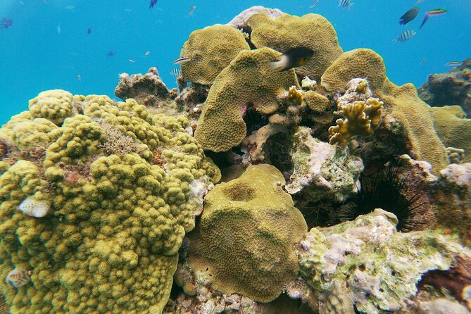 Catamaran Party Cruise with Snorkeling & BBQ - Two snorkeling reef stops: how to make the most of your time