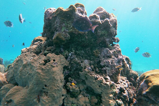 Catamaran Party Cruise with Snorkeling & BBQ - BBQ on board plus drinks: the comfort-food factor