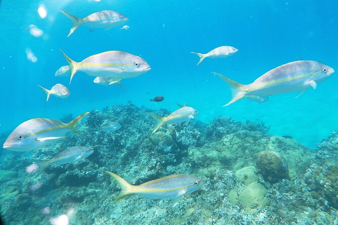 Catamaran Party Cruise with Snorkeling & BBQ - Weather, waves, and motion: what to expect on the water