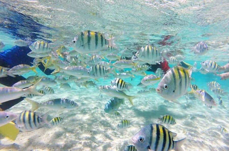 Cayo Arena: Paradise Island and Mangroves Tour - Key things that make this tour worth your attention