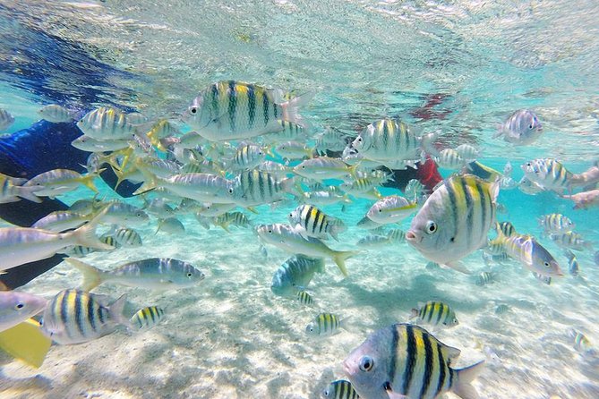 Cayo Arena, Paradise Island Tour - Key highlights that make this tour worth your morning