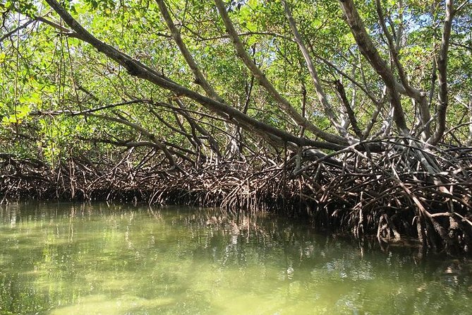 Cayo Arena, Paradise Island Tour - Stop 4: Punta Rucia lunch break on the mainland