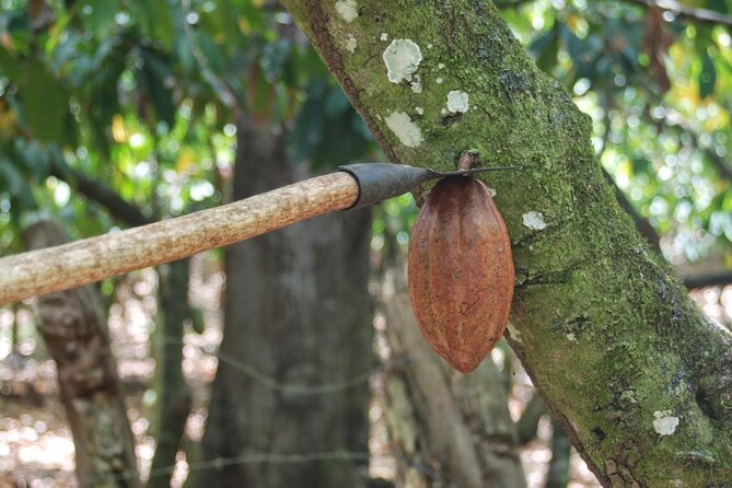 Cocoa & Artisan Chocolate Route with an Historical Tour in Puerto Plata City - The Chocolate Workshop: You Make It, Then You Eat It