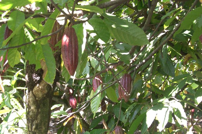Cocoa & Artisan Chocolate Route with an Historical Tour in Puerto Plata City - Chocolate Facial Therapy: Fun, Weird, and Surprisingly Practical
