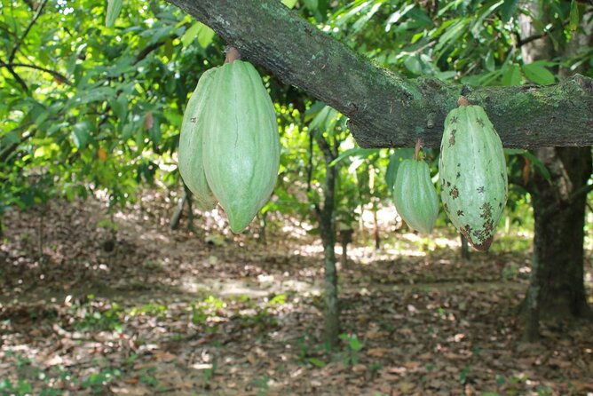 Cocoa & Artisan Chocolate Route with an Historical Tour in Puerto Plata City - Back in Puerto Plata: Amber Museum, Cacao Factory, and Historic Streets