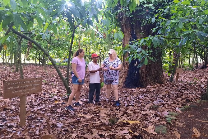 Cocoa & Artisan Chocolate Route with an Historical Tour in Puerto Plata City - Food and Comfort: Timing, Transport, and What’s Included
