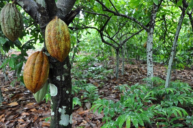 Cocoa & Artisan Chocolate Route with an Historical Tour in Puerto Plata City - Pickup at 9:00 and the Ride to Hacienda Cufa