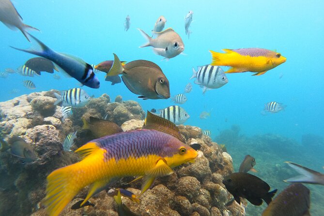 Discover Sosua's Underwater World & Beach Day - Sosua Beach After Snorkeling: Sun Chair Time Without a Rush