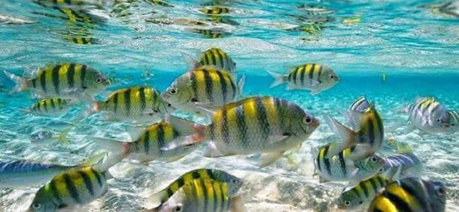 From Puerto Plata: Cayo Arena by VIP Speedboat and Snorkel - Key things I’d book this for