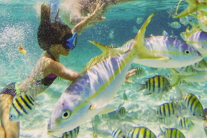 Full Day Isla Bonita Speed Tours - Paradise Island and Cayo Arena mangroves by boat