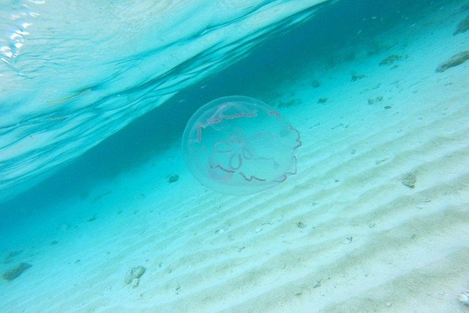 Full-Day Tour to Punta Rucia and Cayo Arena with Snorkeling - Price and logistics: what’s included vs what you might pay extra for
