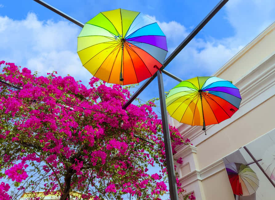 Half Day Private City Tour of Puerto Plata - Why This Half-Day Private Tour Makes Sense in Puerto Plata
