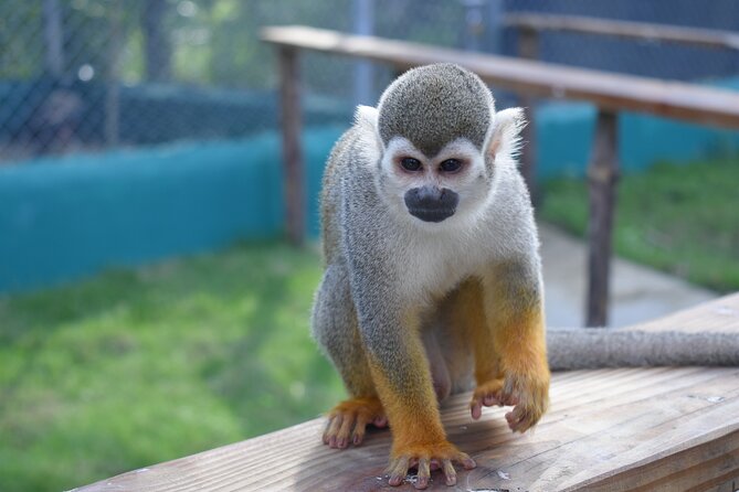 Interaction with Monkey Tour & city tour in Puerto Plata - Entering Puerto Plata’s main sights without the full-day drag