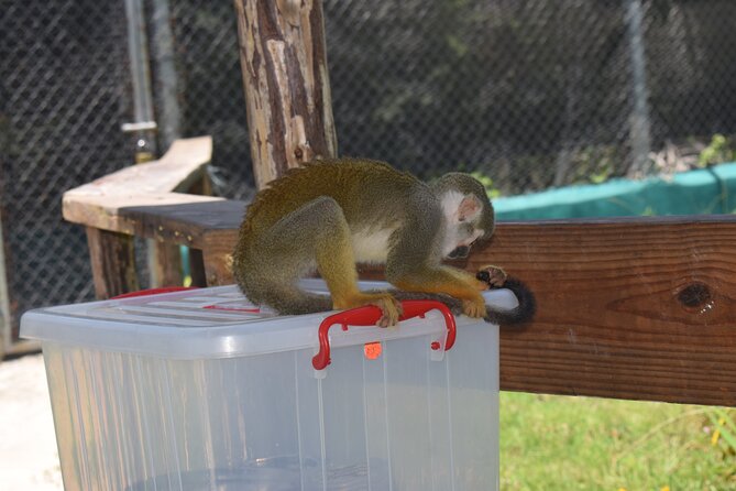 Interaction with Monkey Tour & city tour in Puerto Plata - Macorix rum stop: a guided look with a quick pay-off