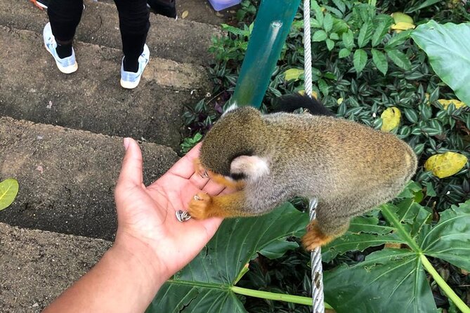land of monkeys and silver port city tour - Lunch plus Bien fria beer: the kind of meal that feels planned