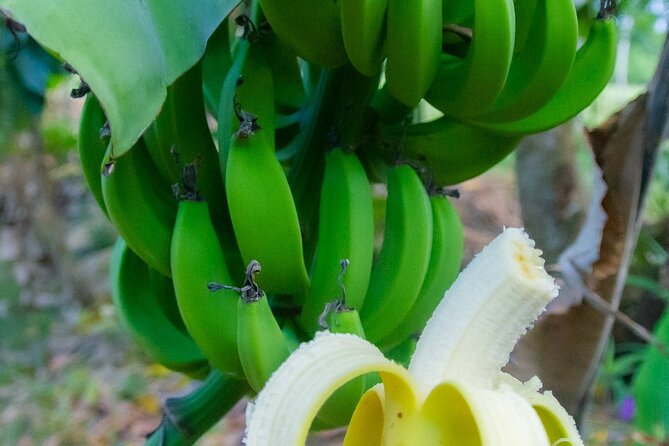 Local Excursion || Jungle Safari Excursion - Cabarete ecological park: animals, local fruit, and medicinal plant info