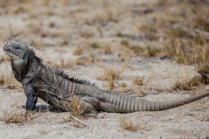 Local Excursion || Jungle Safari Excursion - Mini zoo time: crocodiles, iguanas, and up-close animal viewing