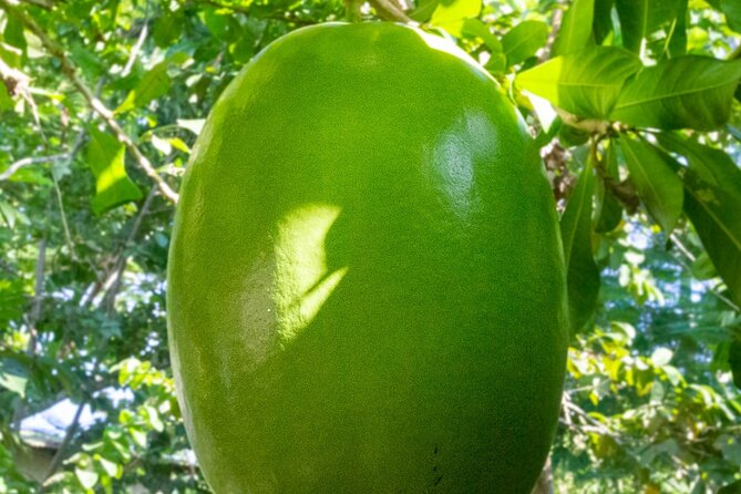 Local Excursion || Jungle Safari Excursion - Price and value: what $95 buys in a short Cabarete outing