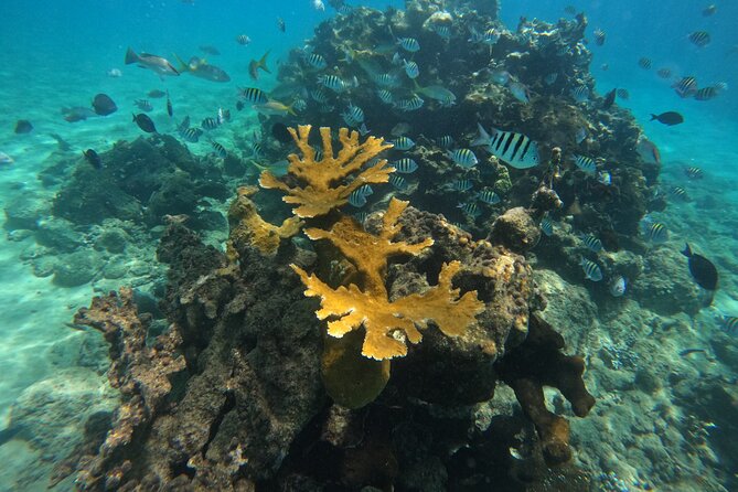 Local Excursion | Paradise Island Punto Rucia & snorkeling - Cayo Arena starts early: the 6:30 a.m. rhythm that makes sense