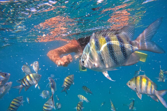 Local Excursion | Paradise Island Punto Rucia & snorkeling - Punta Rucia speedboat to Paradise Island: mangroves, turquoise water, and the payoff