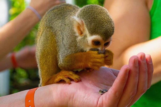 Monkey Enconter & Zip line Adventure - Monkey Encounter & Zip Line at El Choco: What the day feels like