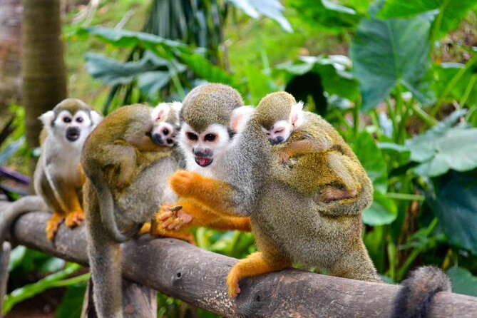 Monkey Enconter & Zip line Adventure - Guides and on-the-ground support (Anddy and MJ)