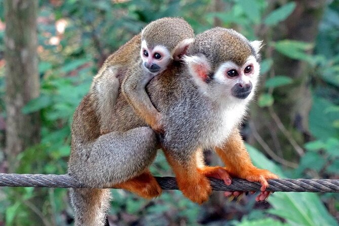 Monkey Enconter & Zip line Adventure - Price and value: why $125 can make sense in Cabarete