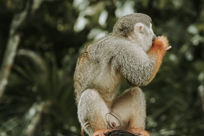 Monkey Jungle with Zip line - Puerto Plata, Sosua, and El Choco in one tight 4-hour loop