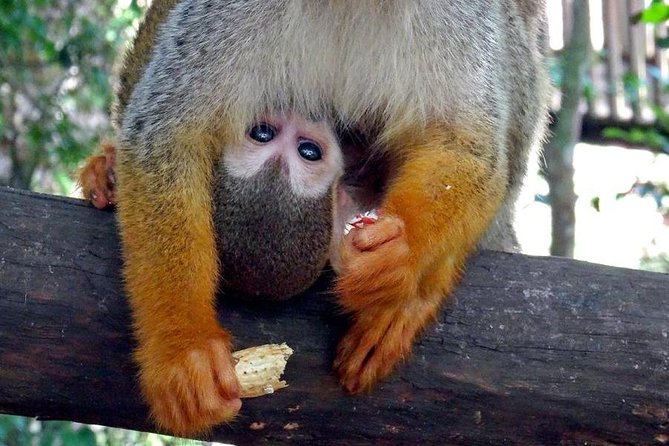 Monkeyland and Zipline Adventure from Puerto Plata - The monkey jungle walk: feeding squirrel monkeys the right way