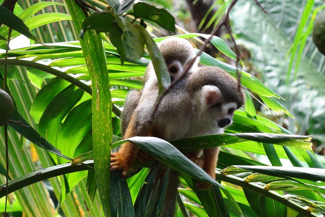 Monkeyland and Zipline Adventure from Puerto Plata - Food, breaks, and the reality of long days