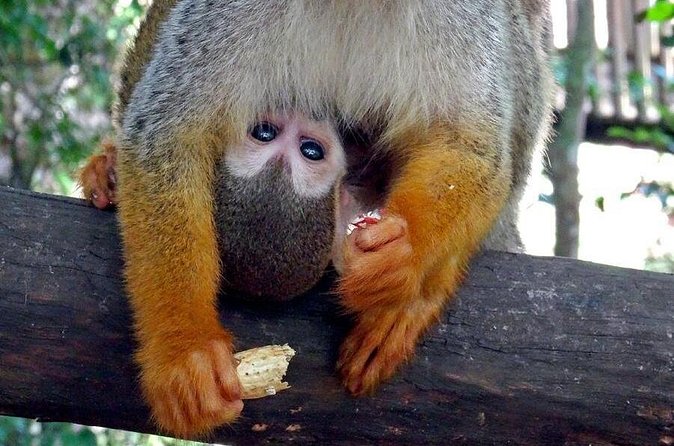 Monkeyland and Zipline Adventure from Puerto Plata - Safety, body limits, and what to wear in humid jungle weather