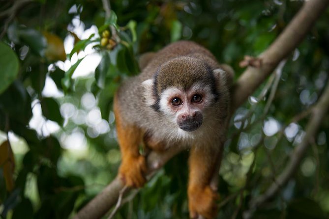 Monkeyland and Zipline Adventure from Puerto Plata - Puerto Plata pickup and getting to the Choc region