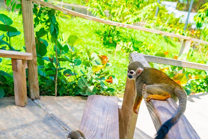 Monkeyland Puerto Plata - Hot Chocolate, Coffee, and the Stuff You Taste Along the Way