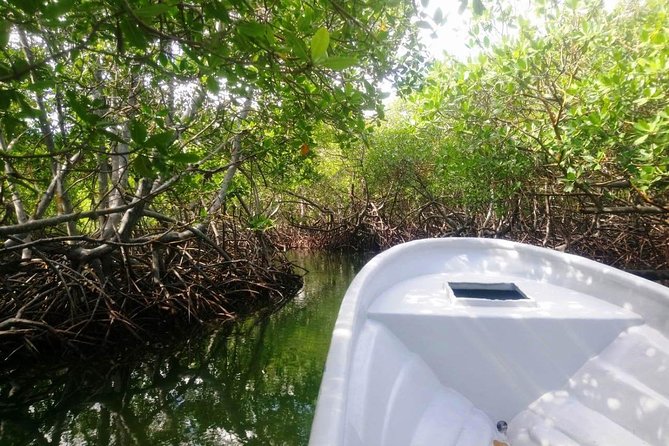 Paradise Island & Mangroves Tour - Paradise Island on a Schedule: Snorkeling Gear, Fruits, and Real Island Limits