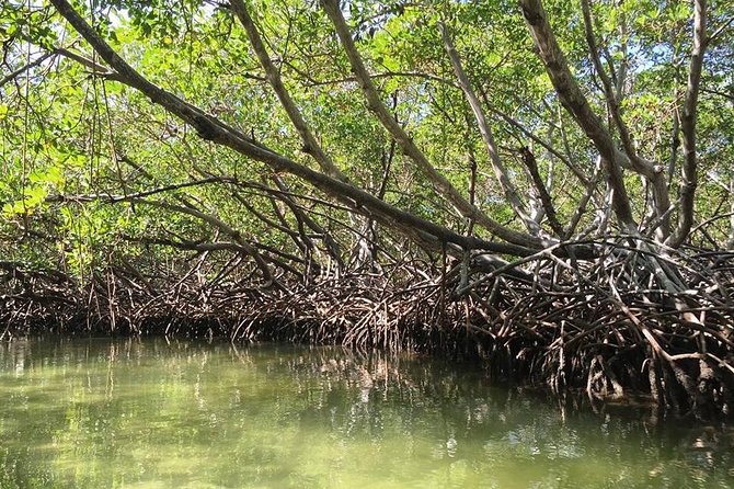 Paradise Island & Mangroves Tour - Punta Rucia Lunch: Dominican Buffet, Then Back to the Bus