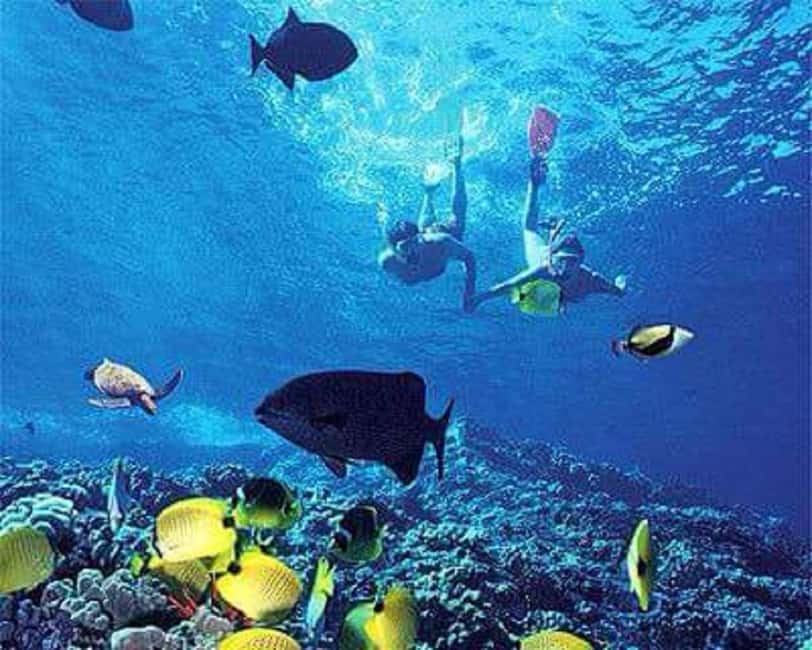 Puerto Plata: Cayo Arena Tour with Snorkeling and Mangroves - The Speedboat Ride: Cross the Water, Not Just the Distance