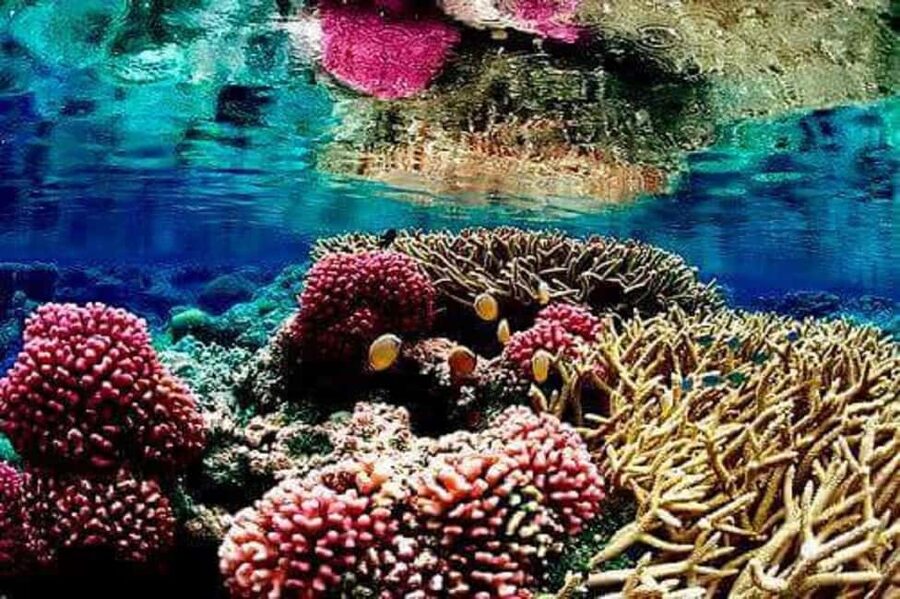 Puerto Plata: Cayo Arena Tour with Snorkeling and Mangroves - Snorkeling the Coral Reef: What 3 Hours Feels Like