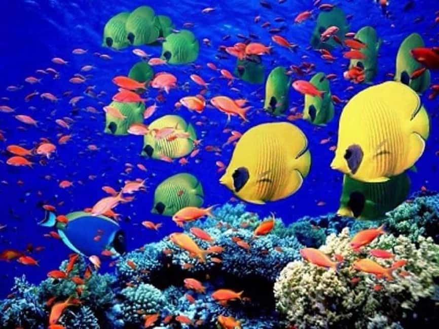 Puerto Plata: Cayo Arena Tour with Snorkeling and Mangroves - Time on the Sandbar: Swimming, Photos, and Taking Breaks