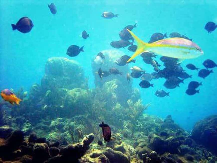 Puerto Plata: Cayo Arena Tour with Snorkeling and Mangroves - Mangrove National Park: A Slower Boat Ride with Real Ecosystem Energy