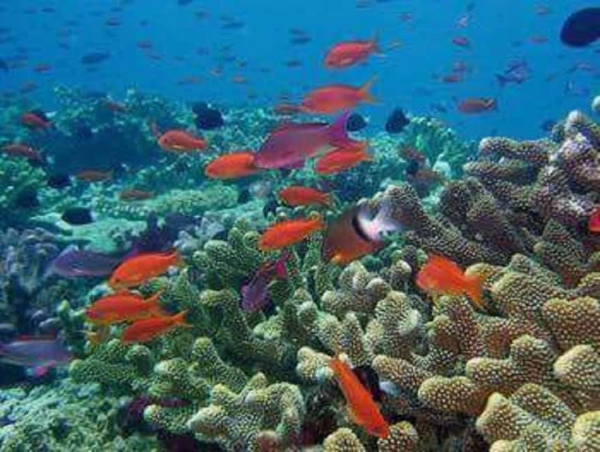 Puerto Plata: Cayo Arena Tour with Snorkeling and Mangroves - Lunch on Land: Dominican Buffet Food You Can Actually Pace