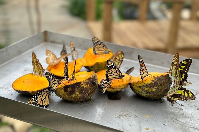 Puerto Plata City Tour with Butterfly Garden - Key things that make this tour worth your time