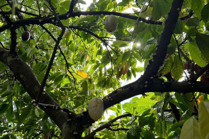 Puerto Plata City Tour with Butterfly Garden - Del Oro Chocolate Factory: the chocolate process, not just the candy