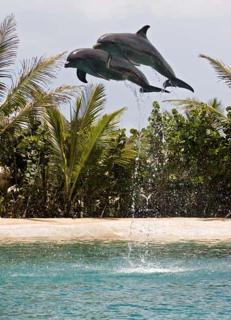 Puerto Plata: Dolphin Encounter at Ocean World - Who This Works Best For (And Who Might Want to Skip)