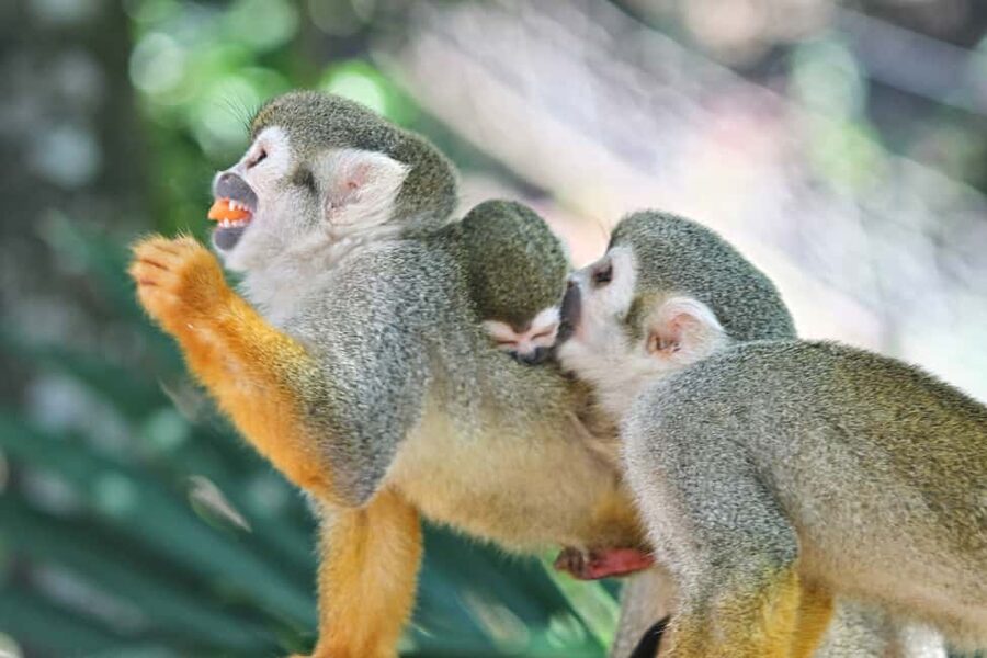 Puerto Plata: Monkeyland and Zip-Line Adventure - Guides and Language: What It Means When Help Is Actually On the Platform