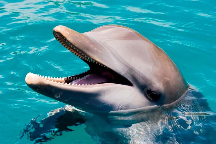 Puerto Plata: Ocean World Adventure Park Day Pass - Snorkeling in the Tropical Reef Aquarium: Where the Day Pass Wins