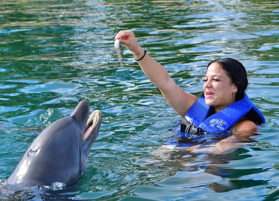 Puerto Plata Ocean World Dolphin Swim - Orientation First: Dolphin Behavior and Trainer Hand Signals