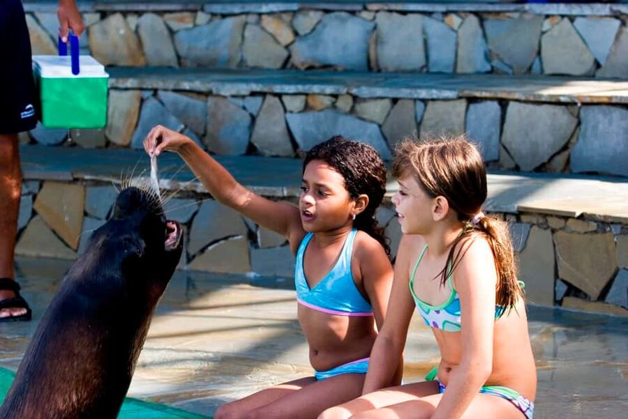 Puerto Plata Ocean World Tickets - Sea lion encounter: the 30-minute interaction that runs the show